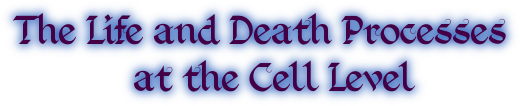 The Life and Death Processes at the Cell Level
