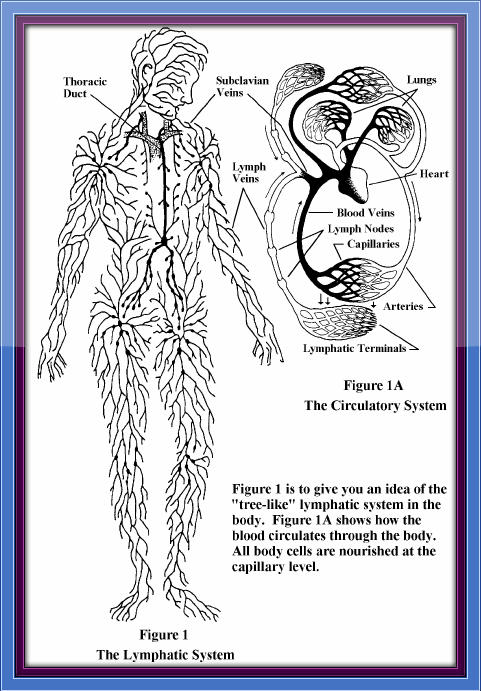 The Lymphatic System - Tree of Life