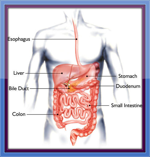 Digestive System - YABM