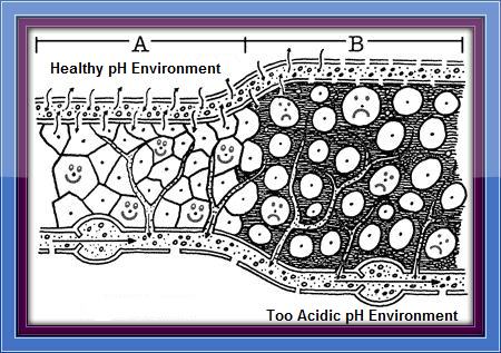 Dry State Disease State Acid Alkaline