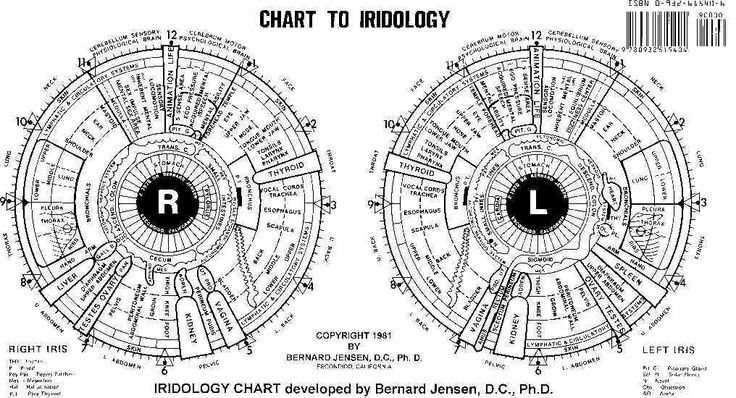 Bernard Jensen Iridology Chart
